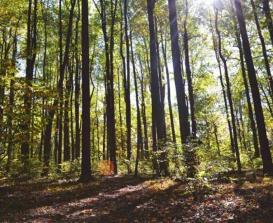 Australia's Most Common Yard Tree Types – Part 1