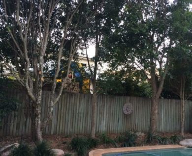 Brighton Tree Trim Job