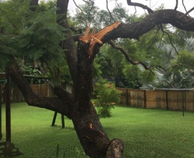 Brisbane Tree Worx - ashgrove fallen branch