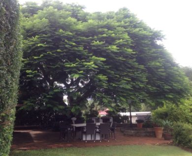 Brisbane Tree Worx - auchenflower poinciana tree before