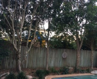 Brisbane Tree Worx - brighton poolside tree