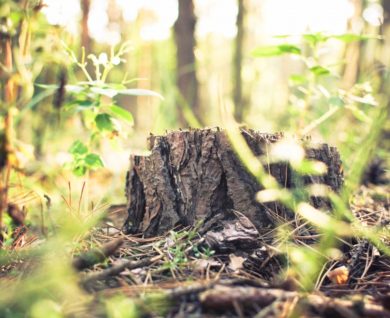 Brisbane Tree Worx - slider 4