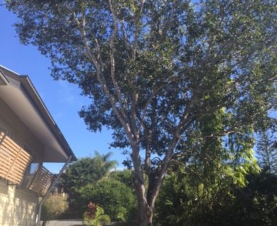 Confined Space Tree Removal Hawthorne