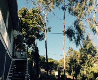 Tree Work Bardon, Brisbane