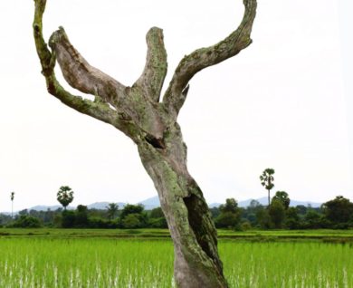 Why you should remove your dead trees