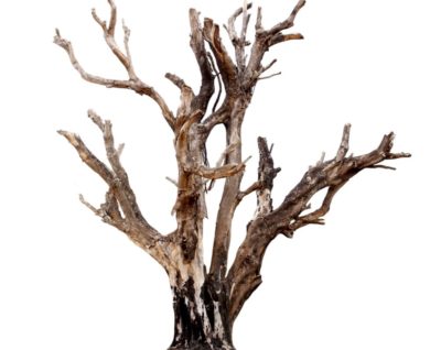 how to maintain trees aroudn your home why part 1