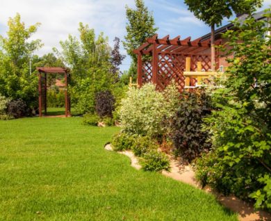 how to maintain trees around your home and why part 2