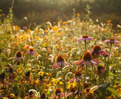 Falling In Love With Autumn Flowers - Thumb