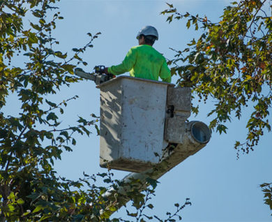 Tree-Removal-Techniques