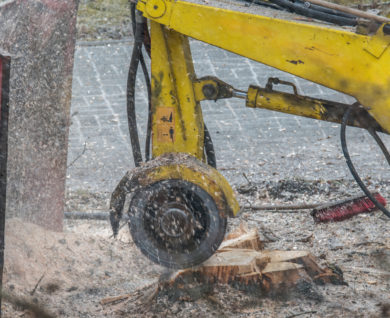 When should you consider stump grinding