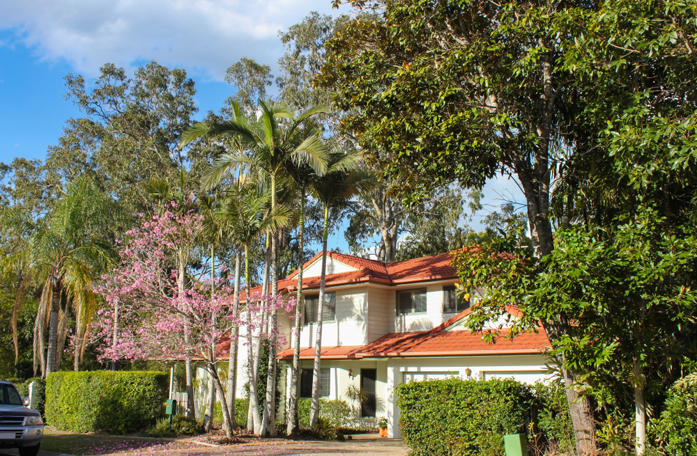 The Best Trees to Plant Near Your Home Brisbane Treeworx