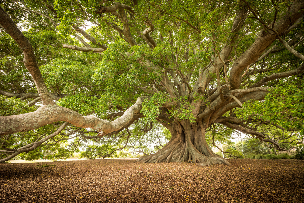 The Worst Trees to Plant Near Your Home Brisbane Treeworx