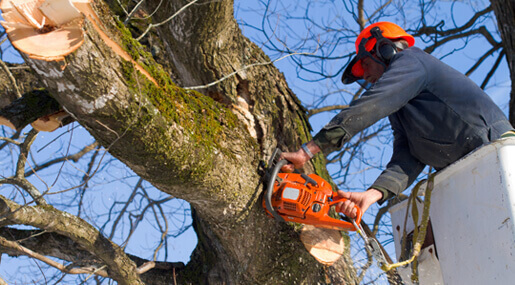 A skilled worker from Brisbane treeworx cutting a tree