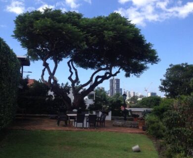 Brisbane Tree Worx - auchenflower poinciana tree after