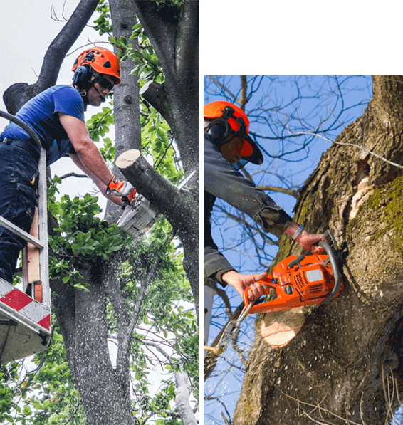 Brisbane tree removal experts