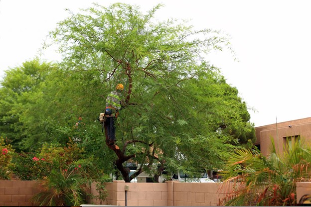 Spotting Trees in Need of Urgent Lopping Service in Brisbane