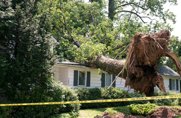 Storm tree removal