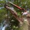 clean up after tree removal