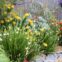 companion planting