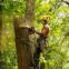 consulting arborists