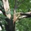 tree safety