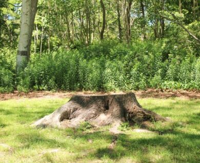 Tree planting after removal