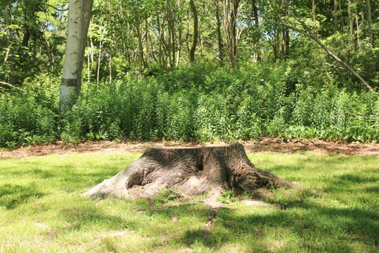 Tree planting after removal