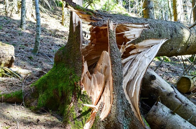 tree safety inspections