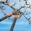Tree loppers