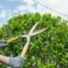 Tree pruning in Brisbane