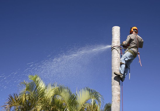 palm tree removal