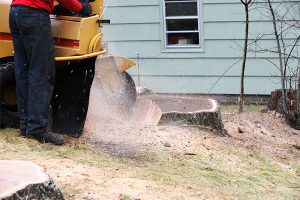 5-Reasons-Why-You-Need-to-Remove-Tree-Stumps