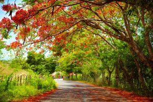 Everything you Wanted to Know About the Poinciana Tree Thumb
