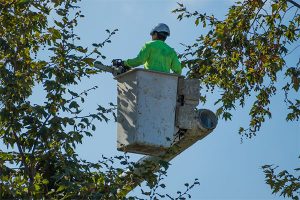Tree-Removal-Techniques